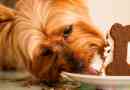Mint te, és nem tudja táplálni a yorkshire terrier-t?